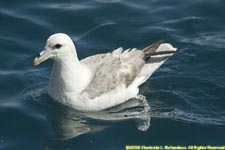 fulmar swimming