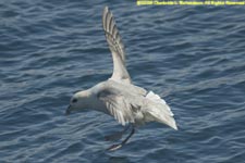 fulmar landing on water