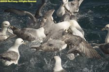 fulmar feeding frenzy