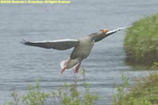 greylag goose taking off