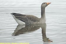 greylag goose