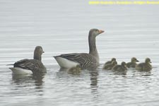 greylag goose family