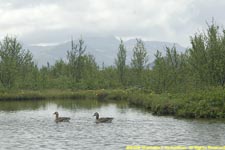 greylag geese environment