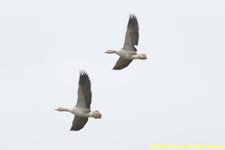 greylag geese in flight
