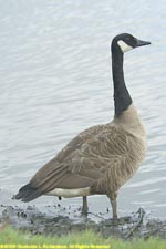 Canada goose