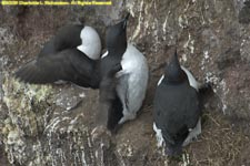 Brunnich's guillemots