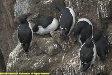 Brunnich's guillemots