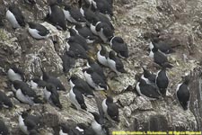 Brunnich's and common guillemots