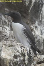 common guillemot