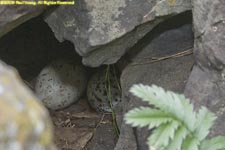 eggs of black guillemot