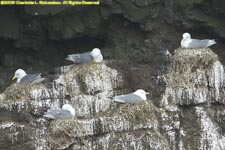 kittiwake nests