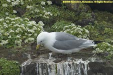 kittiwake on nest site