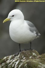 kittiwake