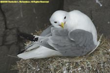 kittiwake on nest