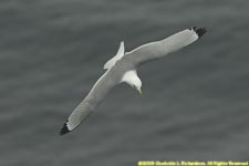 kittiwake in flight