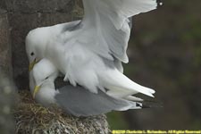 kittiwakes mating