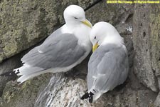 kittiwake pair