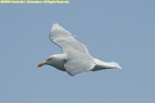 adult glaucous gull in flight