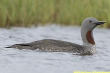 red-throated loon