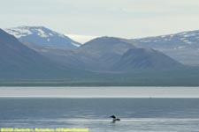 common loon in environment