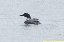 common loon