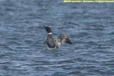 common loon display