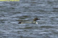 common loon