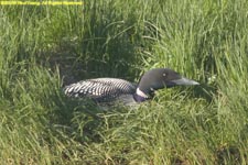 common loon on nest