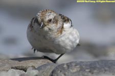 female snow bunting