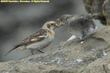 female snow bunting and chick