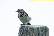 meadow pipit