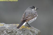 male white wagtail