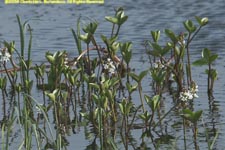 bogbean