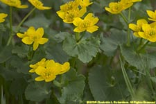 marsh marigold