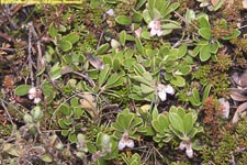 bearberry