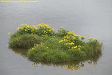 marsh marigold