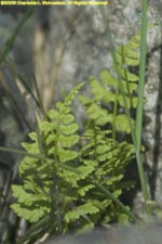 brittle bladder-fern