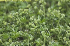 alpine lady's-mantle