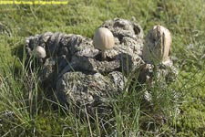 mushrooms