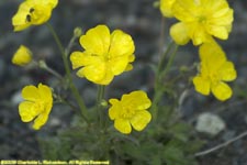 alpine cinquefoil