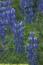 Nootka lupin