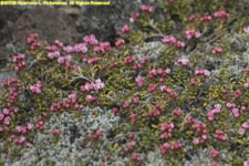 trailing azalea