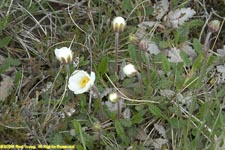 mountain avens