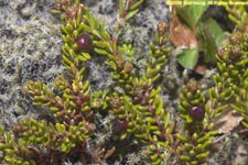 crowberry