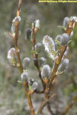 woolly willow