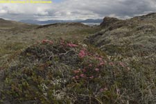 trailing azalea