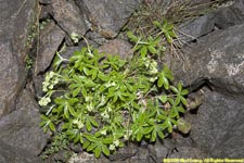 alpine lady's-mantle