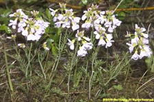 common valerian