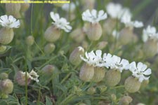 sea campion