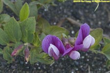 sea pea